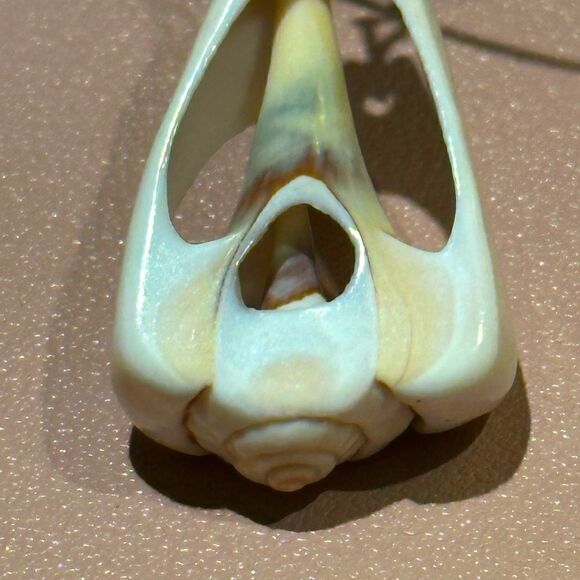 Shell Earrings  - Picture 4 of 4